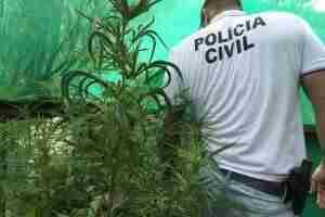 Agentes apreenderam 50 pés da droga em uma estufa | Foto: Polícia Civil / Divulgação / CP